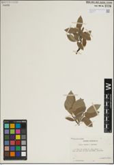 Foto von Salix lanata L. x Salix lapponum L.